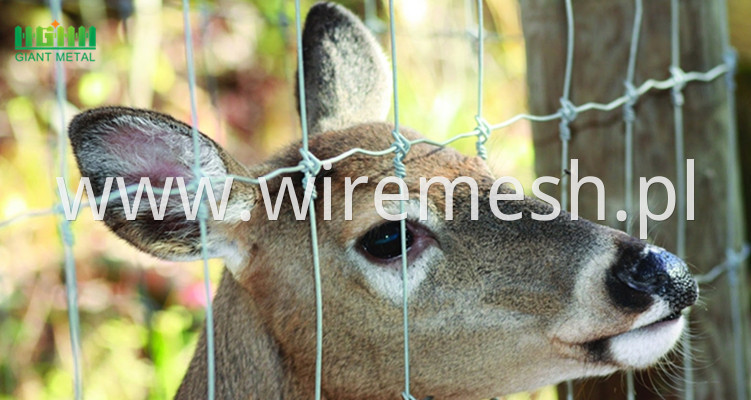 deer fence 03__1
